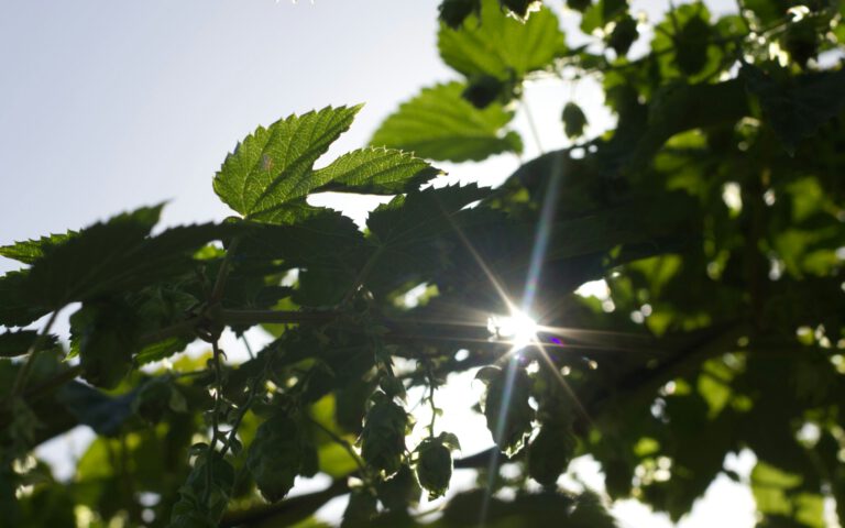 DSAG Nachhaltiglkeit Online-Session Umsetzung des LkSG bei Brose auf der SAP BTP und conarum: Nachhaltig & Effizient